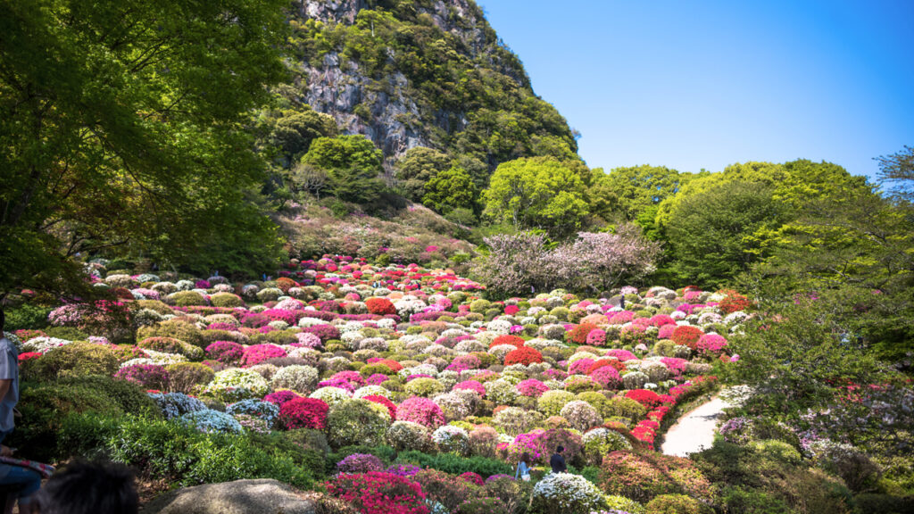 九州旅行景點推薦 九州佐賀御船山楽園 杜鵑花