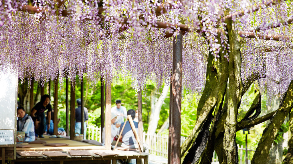 九州旅行景點推薦 九州佐賀御船山楽園 紫藤