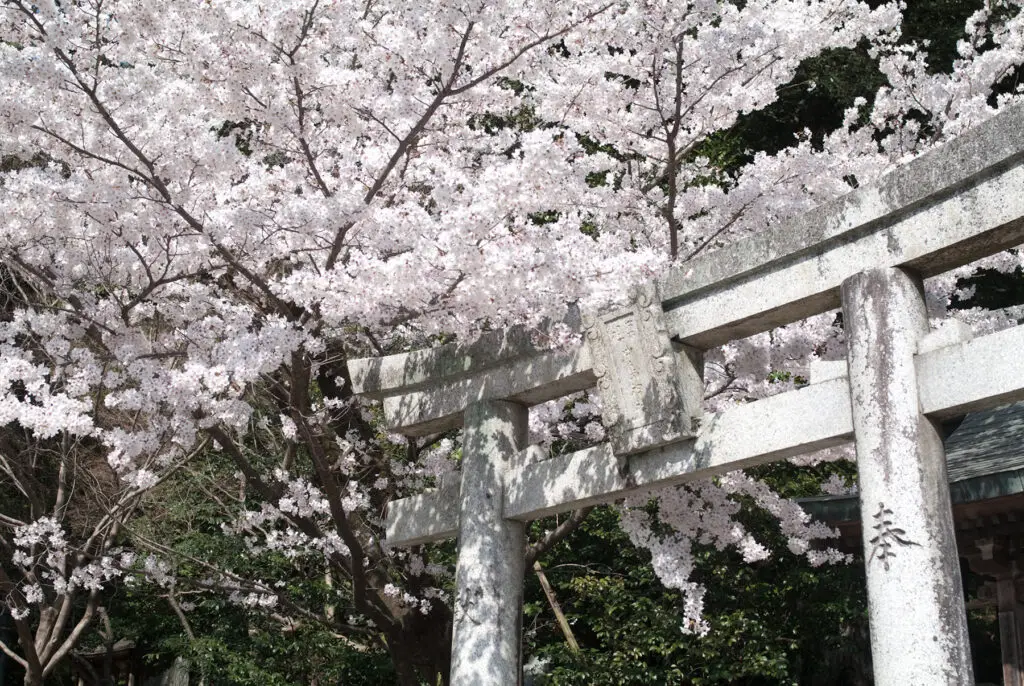 九州旅行景點 北九州
太宰府天滿宮 櫻花